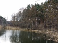 To może być pyłkowica…..
