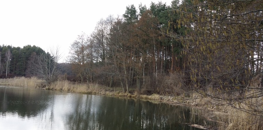 To może być pyłkowica…..