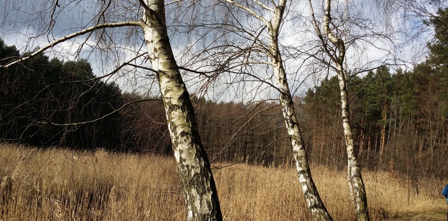 Zrobiło się cieplej i przyszedł czas na pylenie brzozy.